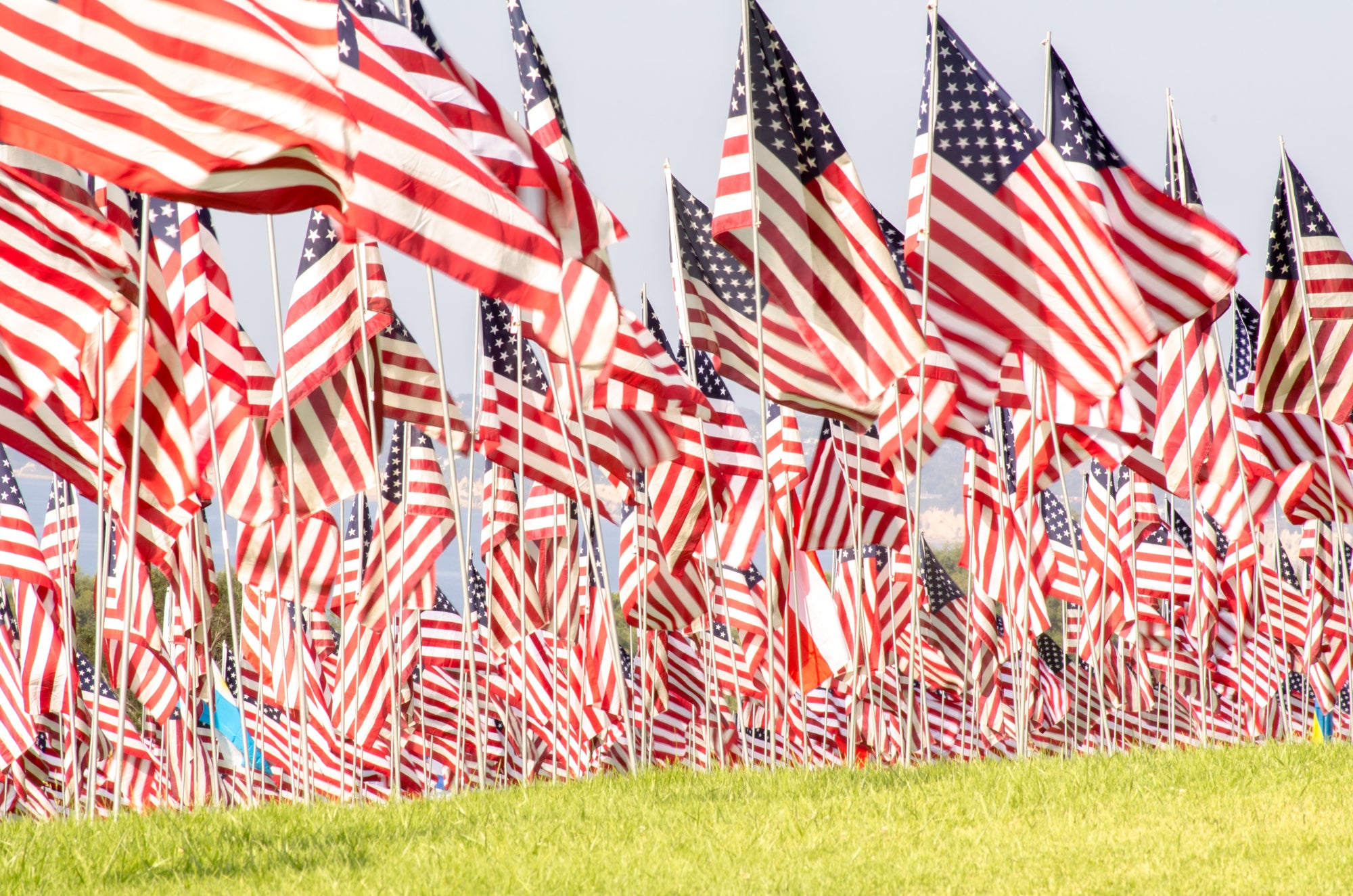 Lioness sex guides - Memorial Day Flags